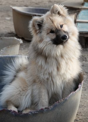 Maya